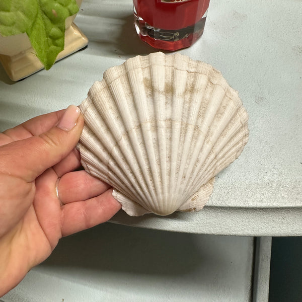 Decorative Oyster Shell with Pearls & Resin