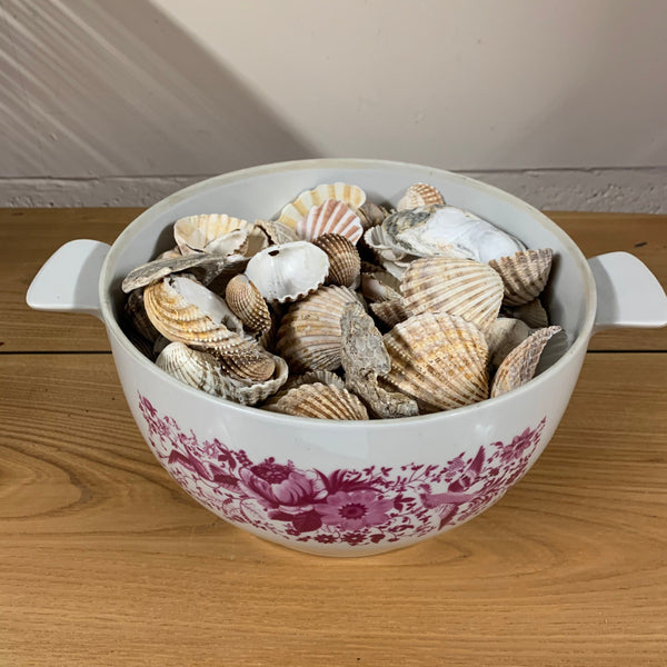 Natural Seashells Beautiful Shape Stones Large Amount Crafts Upcycle