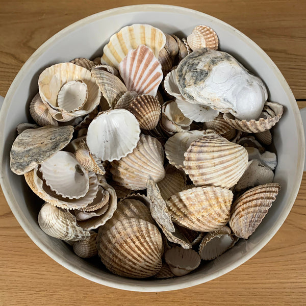 Natural Seashells Beautiful Shape Stones Large Amount Crafts Upcycle
