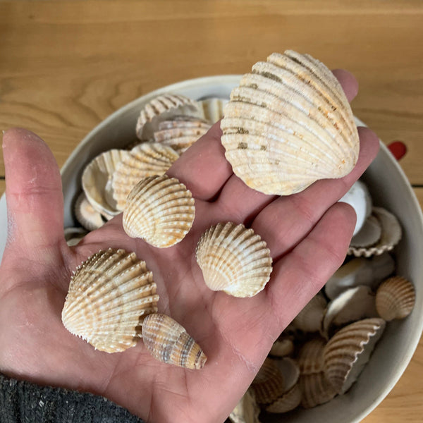 Natural Seashells Beautiful Shape Stones Large Amount Crafts Upcycle